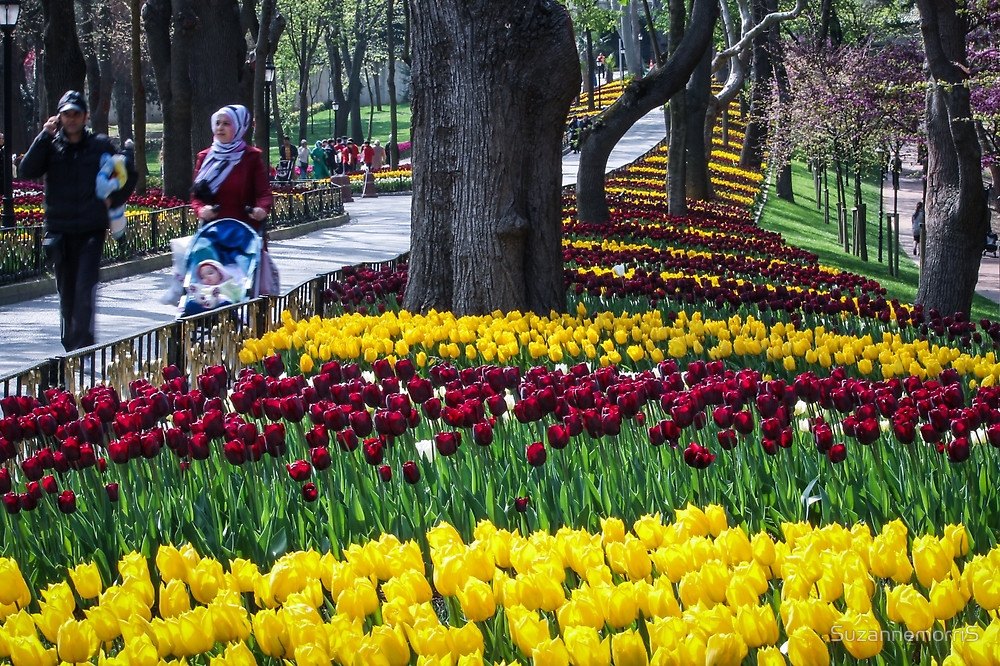 Close-up of Turkish Tulips