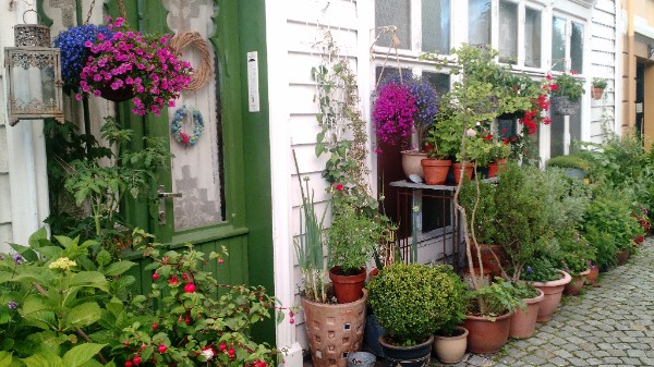 Potted Blooms on Stone Path