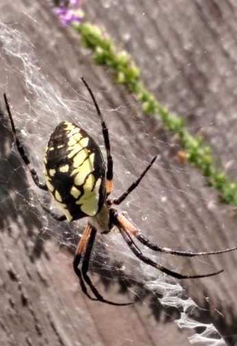 A large black and yellow Argiope spider, a sign of a healthy and diverse garden ecosystem.