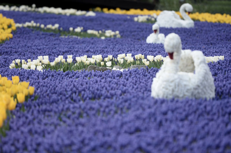 Tulip Festival Park Display