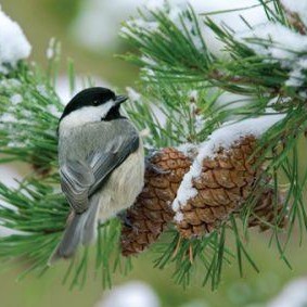 A serene, artistic shot of the natural world