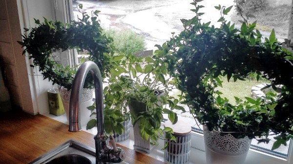 Kitchen Herbs